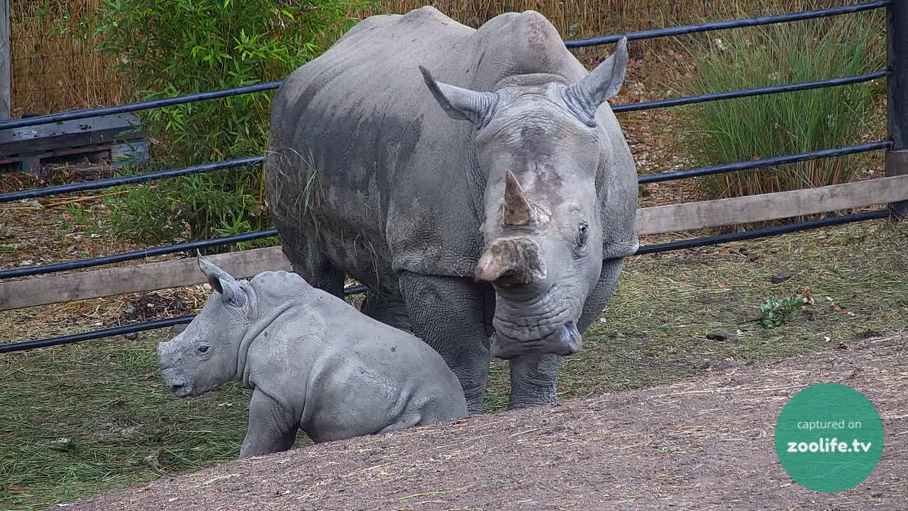 an image of Ozzy the rhino sittting in front of his mom recorded on zoolife.tv 