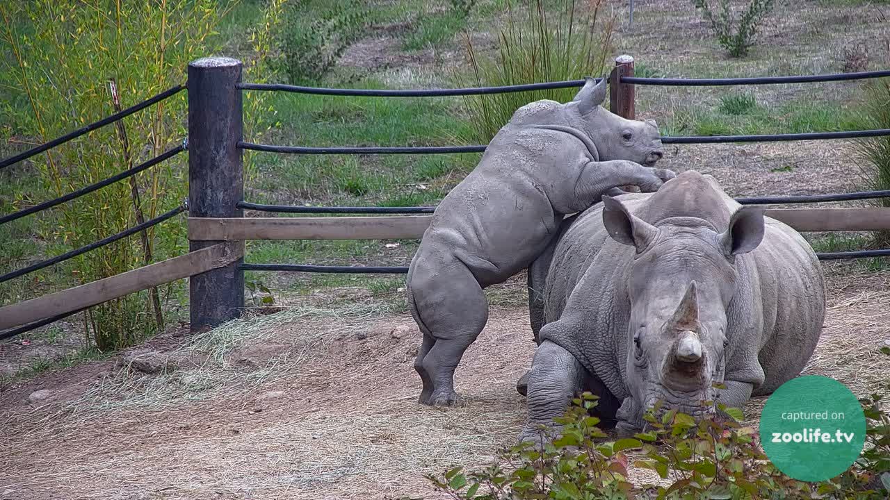 an image of Ozzy the rhino trying to climb on top of his mother while she is trying to lie down and rest as recorded on zoolife.tv