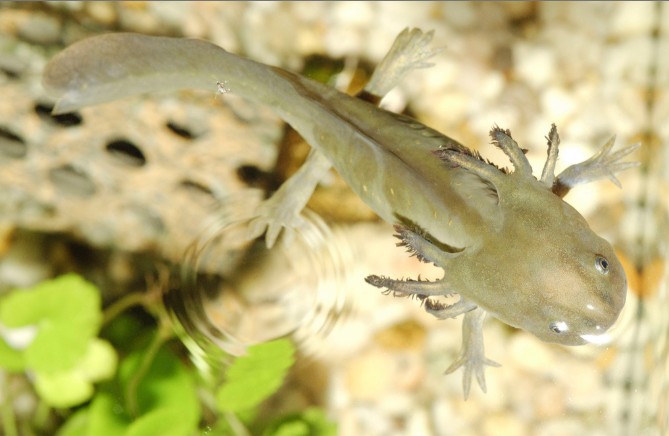 An image of an axolotl