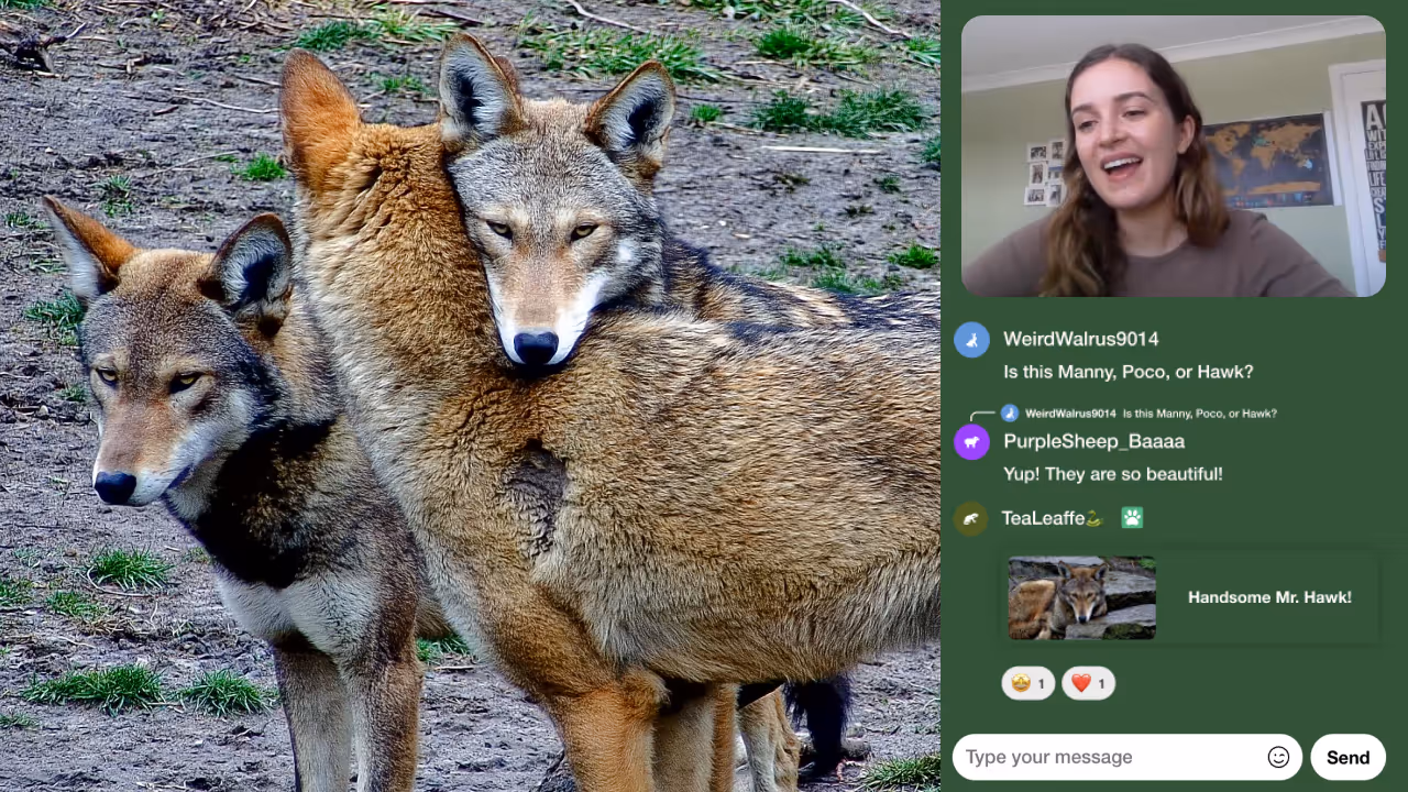 An image of foxes looking into the camera and on the side a zookeeper is explaining something
