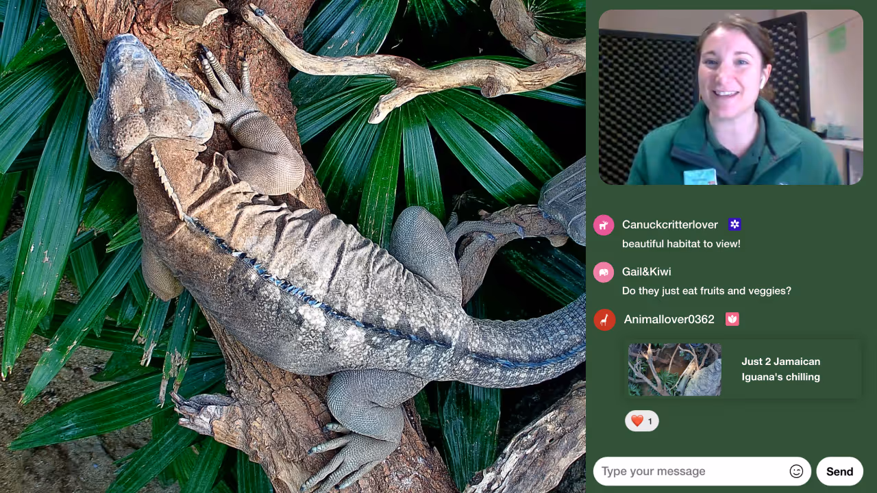 An image of an iguana looking into the camera and on the side a zookeeper is explaining something