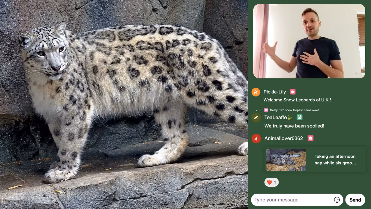 An image of a leopard looking into the camera and on the side a zookeeper is explaining something