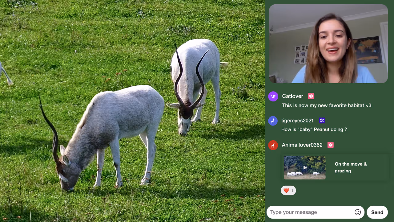An image of addaxes looking into the camera and on the side a zookeeper is explaining something