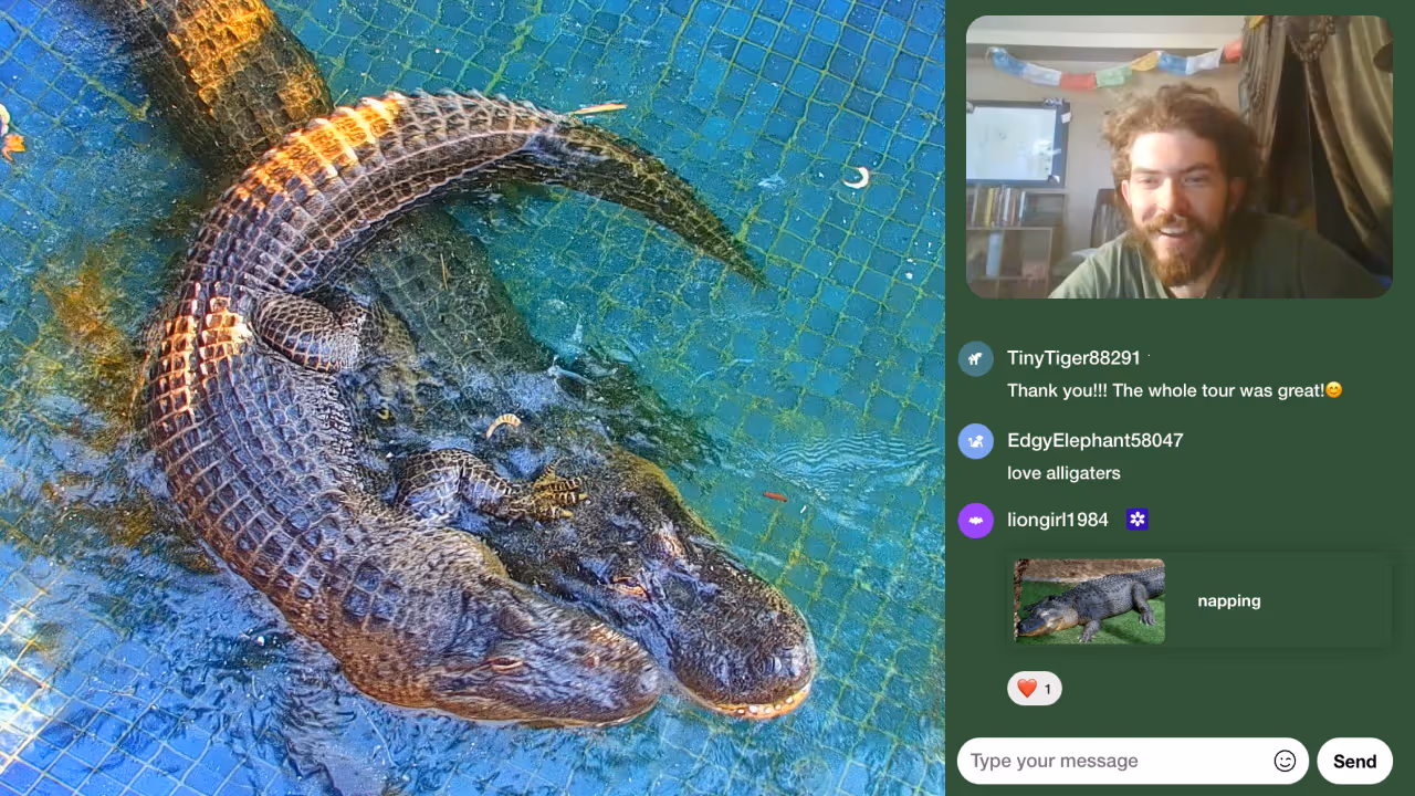 An image of two alligators looking into the camera and on the side a zookeeper is explaining something