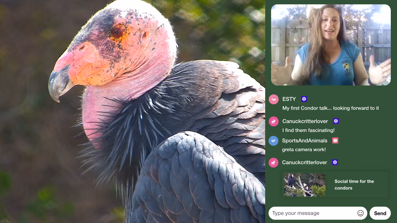 An image of a Condor looking into the camera and on the side a zookeeper is holding a mock leopard skull to explain something about the birds