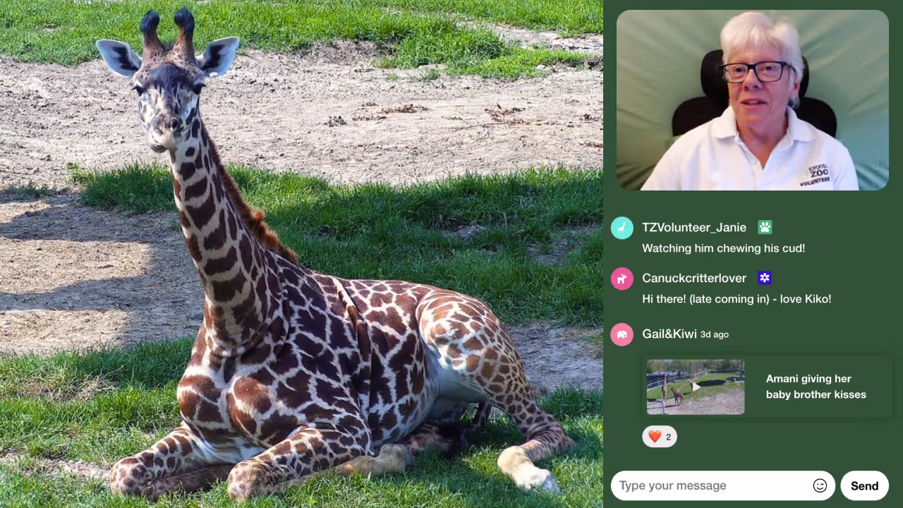An image of a giraffe looking into the camera and on the side a zookeeper is explaining something about giraffes