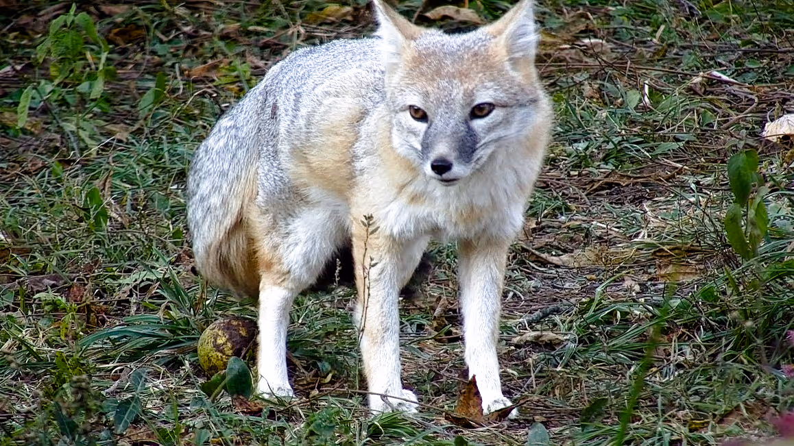 Swift Fox