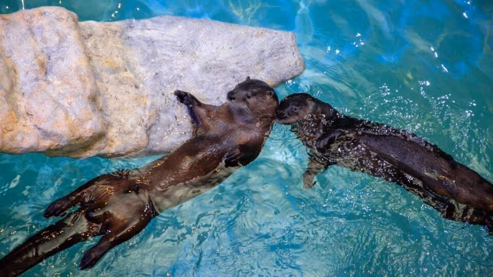 Otters