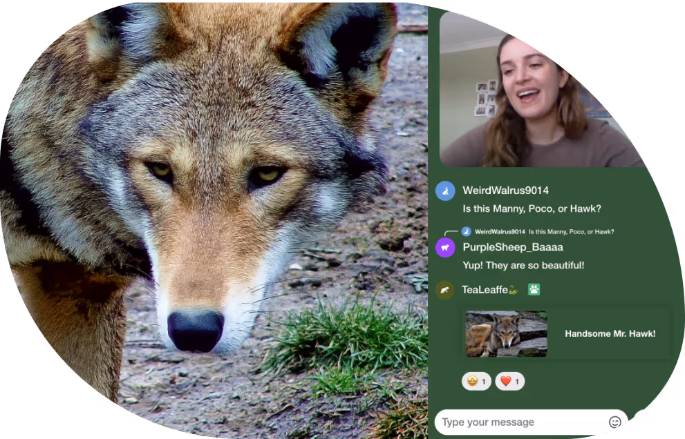 Video UI showing a wolf and a person giving a talk about the wolves for the community