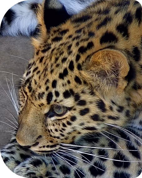 A pretty leopard's face, zoomed in with zoolife cameras