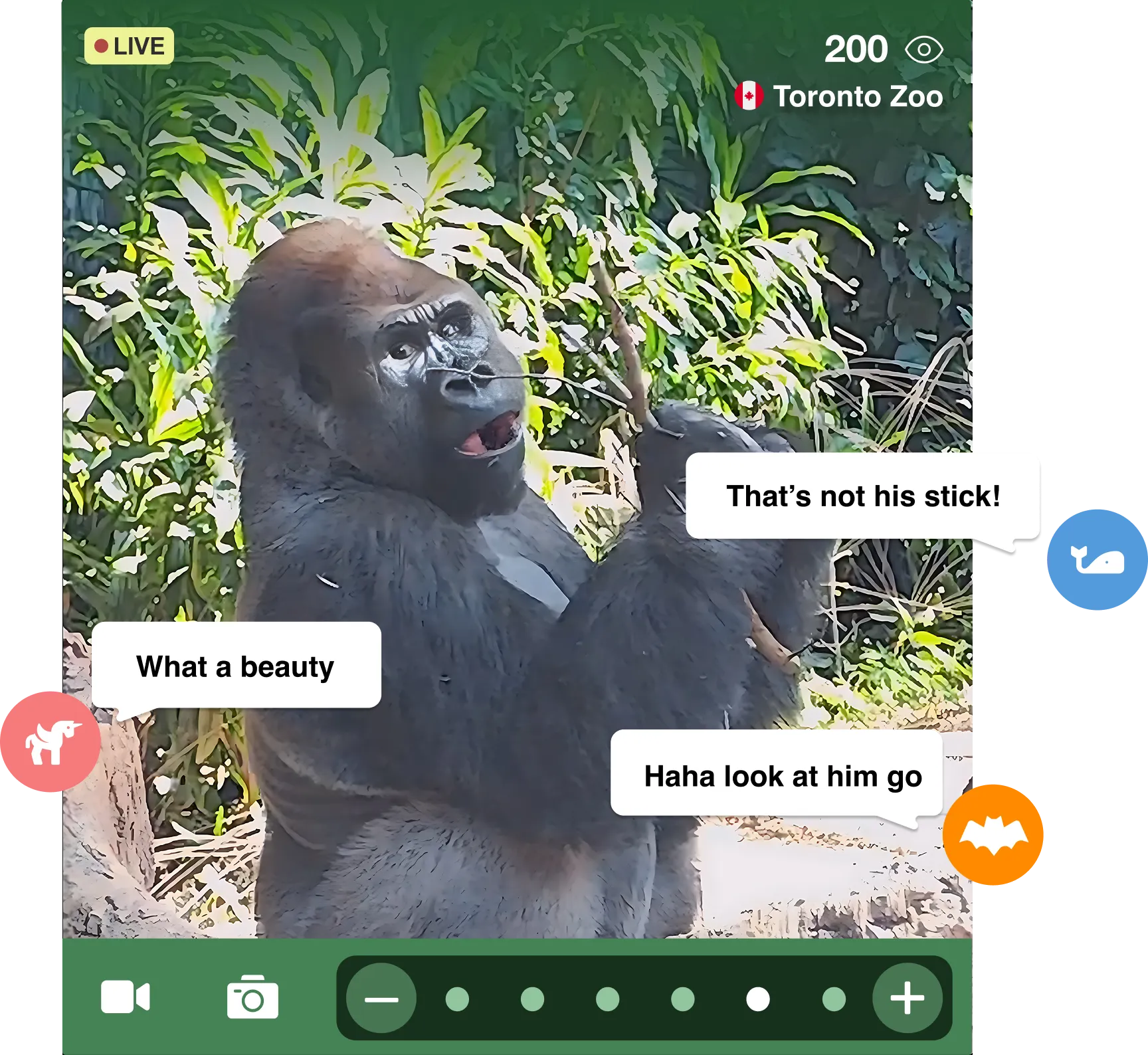 gorilla with users' comments about him, streaming live from toronto zoo.
