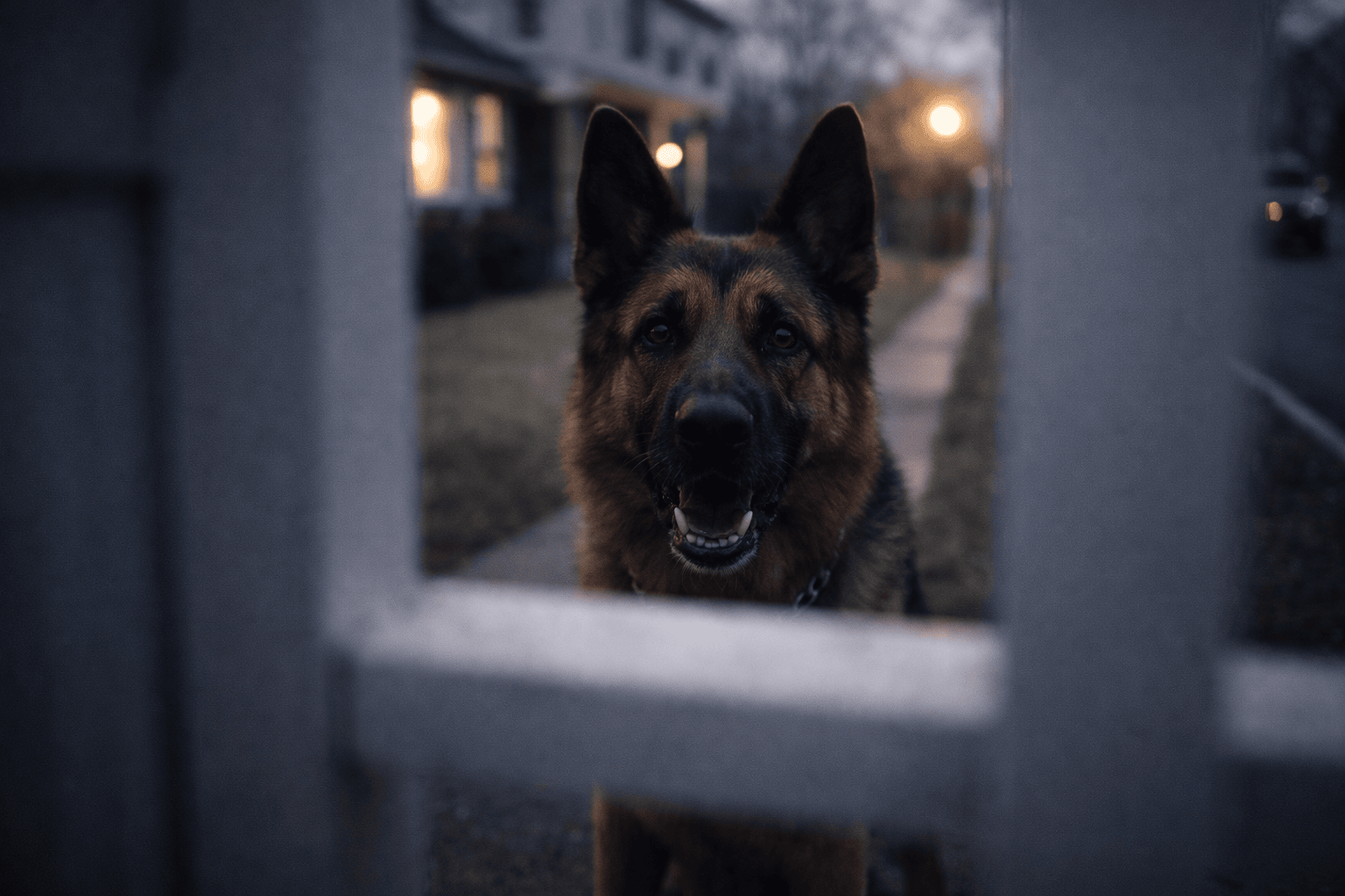 long island dog bite lawyers Andrew Levine and Howard Raphaelson