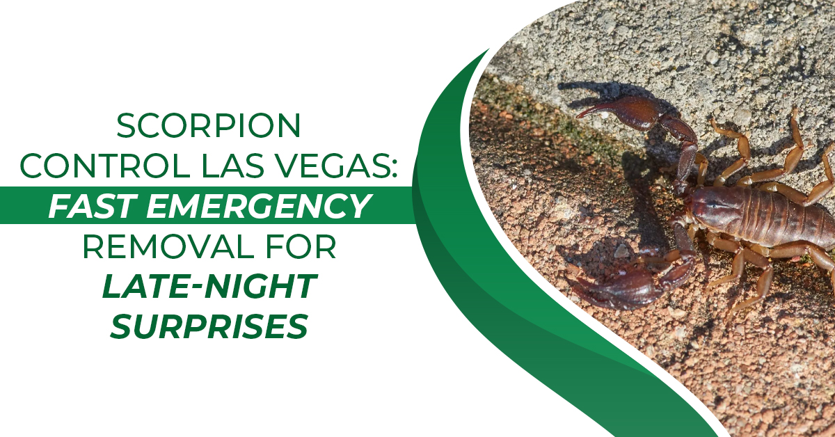 Scorpion Control Las Vegas: Fast Emergency Removal for Late-Night Surprises