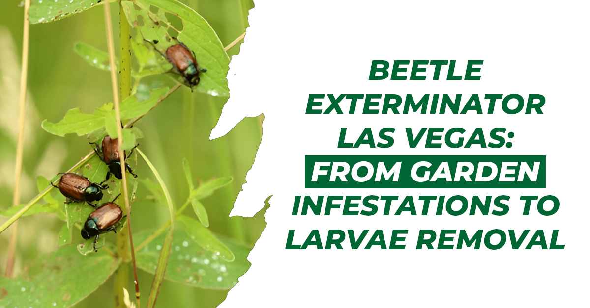 Beetle Exterminator Las Vegas: From Garden Infestations to Larvae Removal