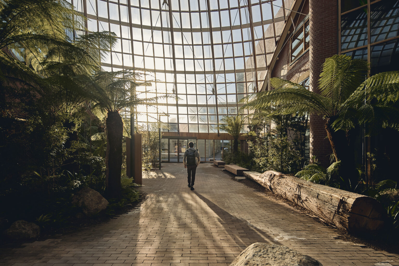 Sunlight through the glazed atrium roof falls across a path bordered by tree ferns.