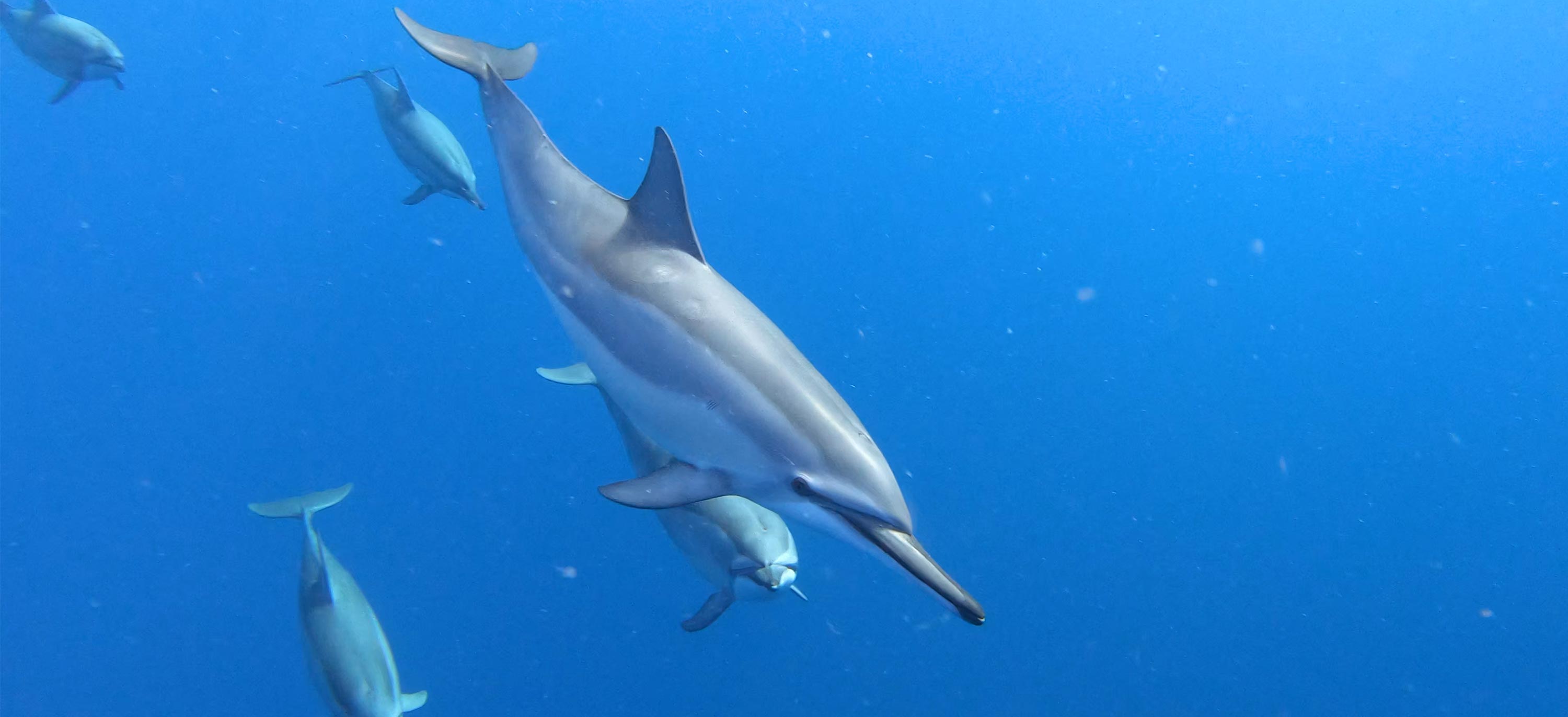 A pod of dolphins swimming