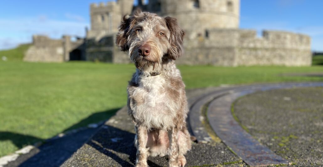 Dog visiting a castle