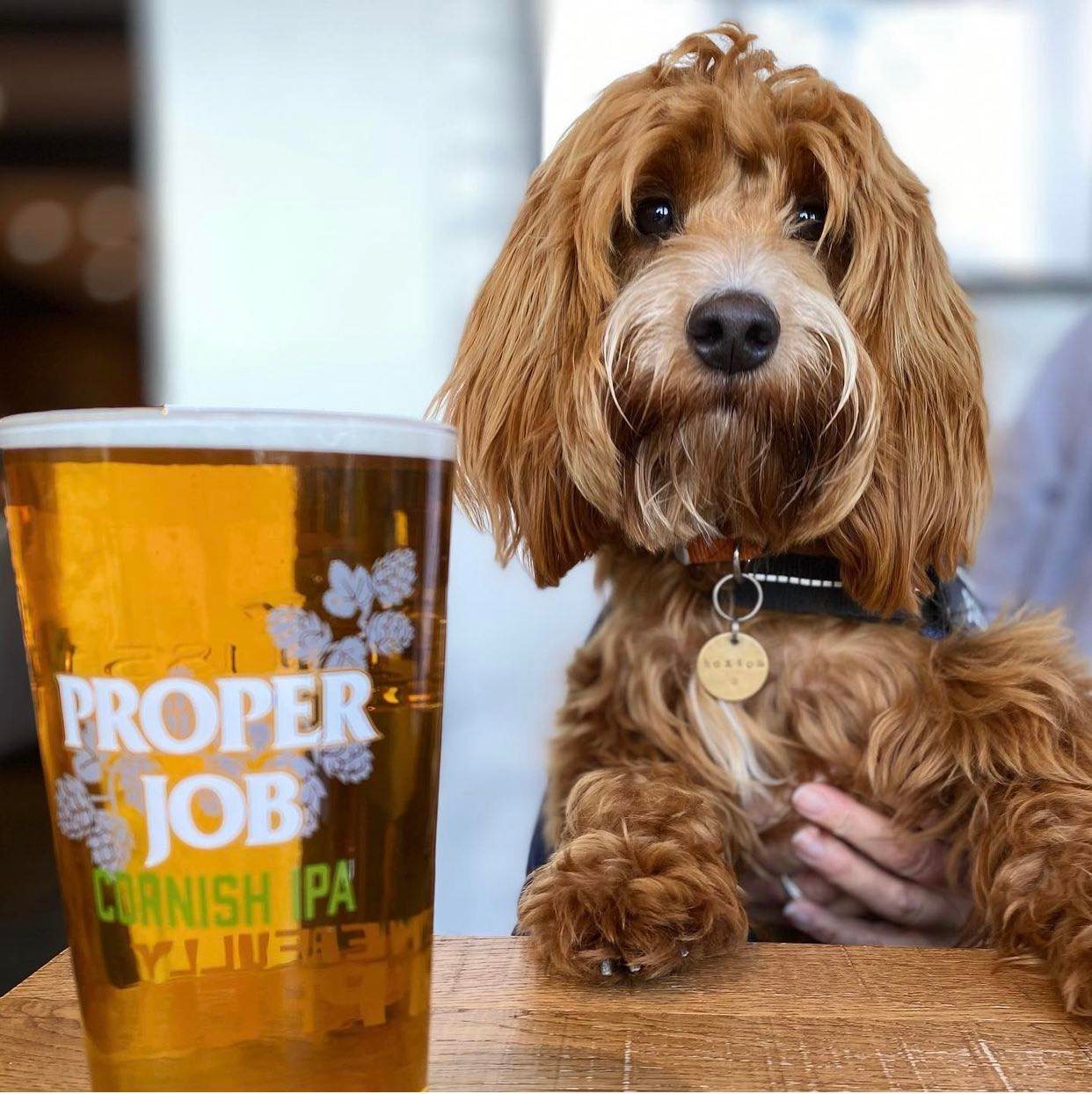 Dog with a pint