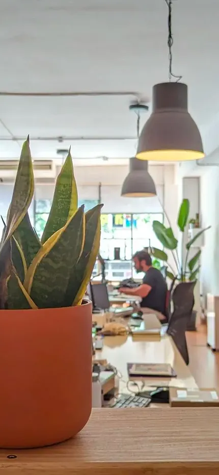 Maceta con planta de hojas largas en primer plano en una oficina luminosa con un hombre trabajando en un escritorio al fondo.