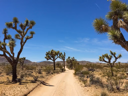 The mojave desert