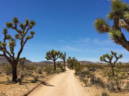 The mojave desert