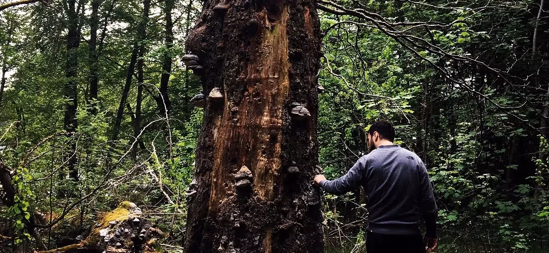 paseando por el bosque