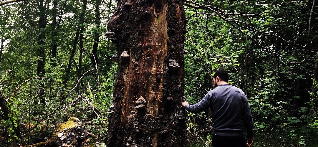 paseando por el bosque