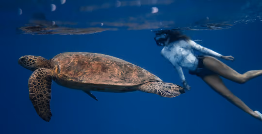 Person snorkeling next to a turtle