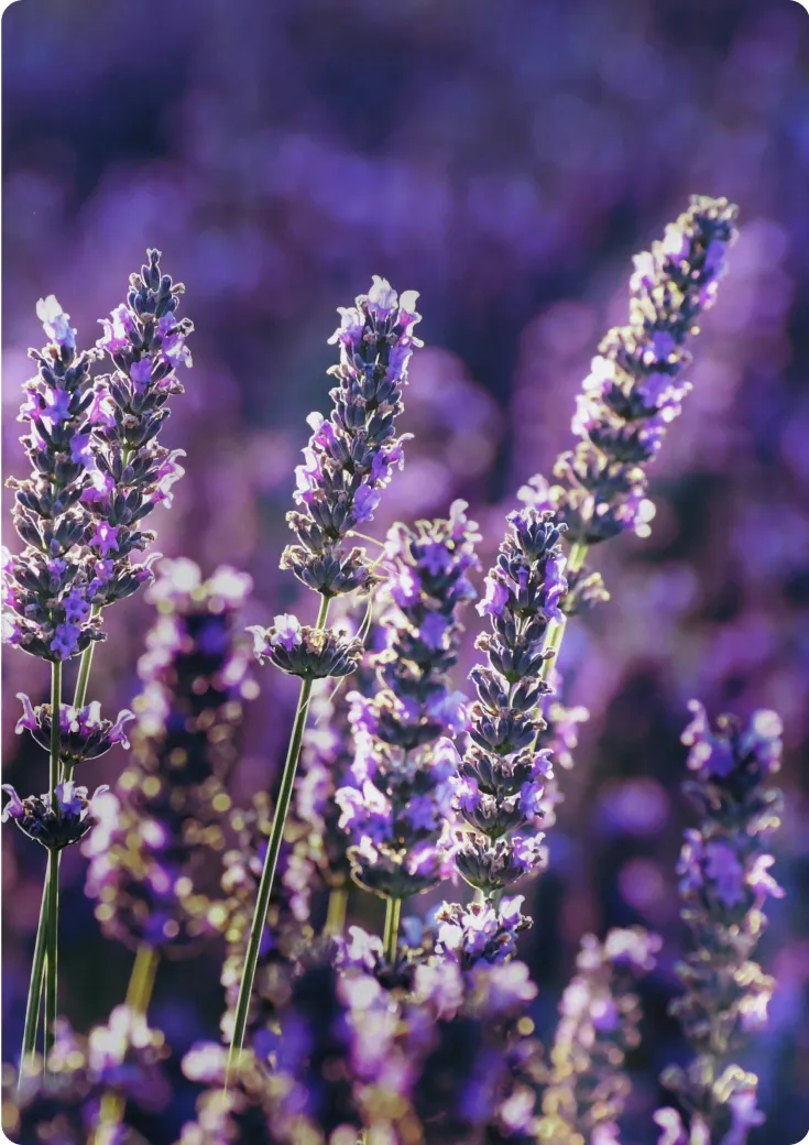 Illustration RAISE Invest