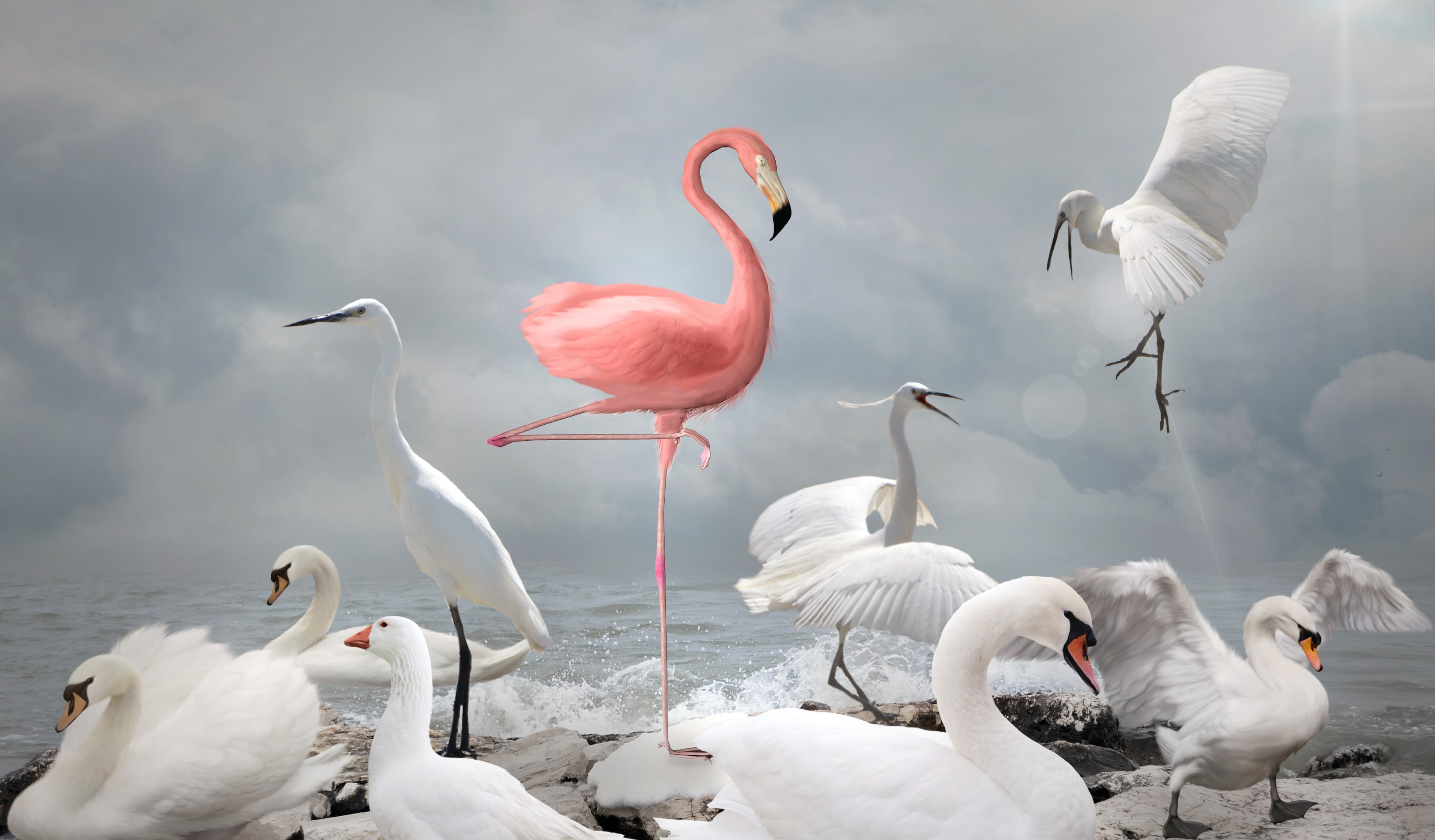 A pink flamingo standing among a flock of white swans and egrets