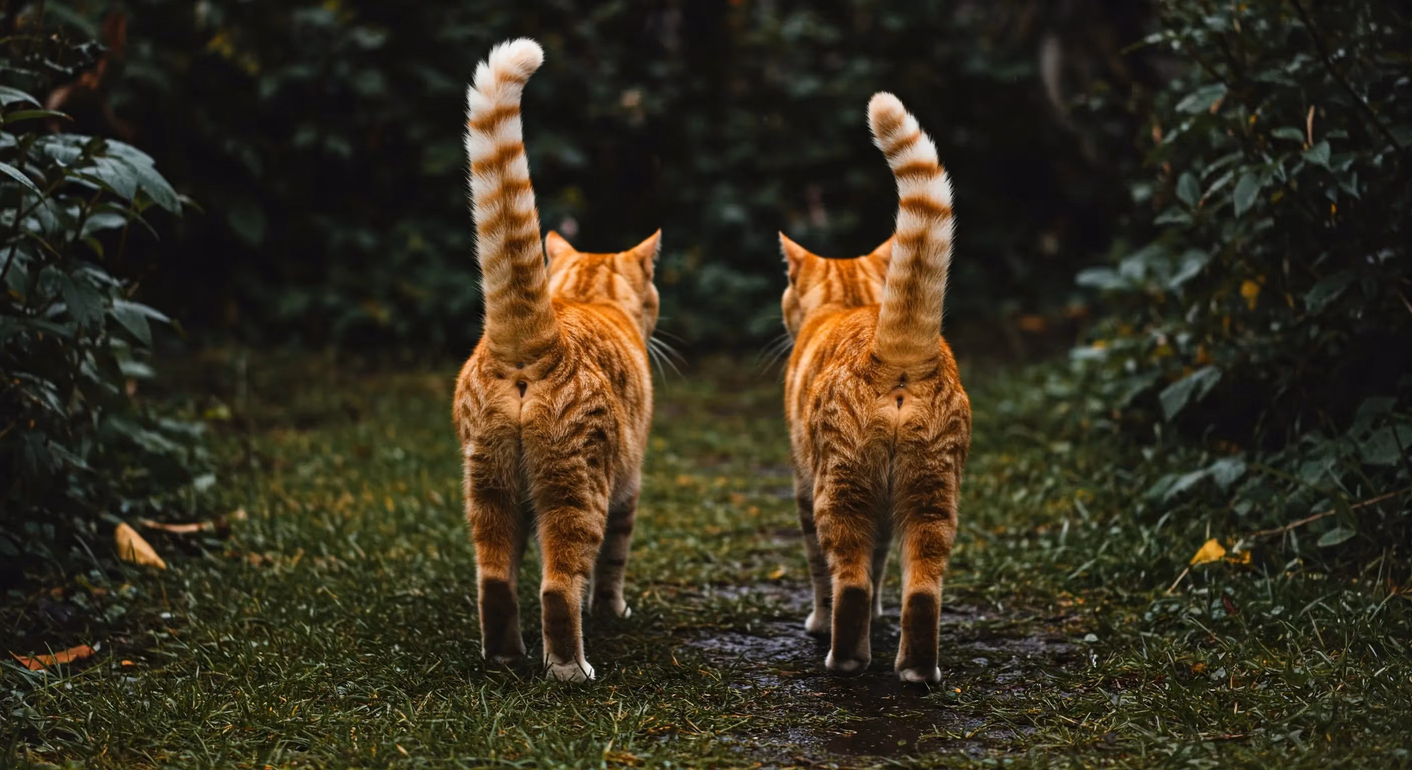 Two ginger cats walking side by side on a grassy path with their tails raised.