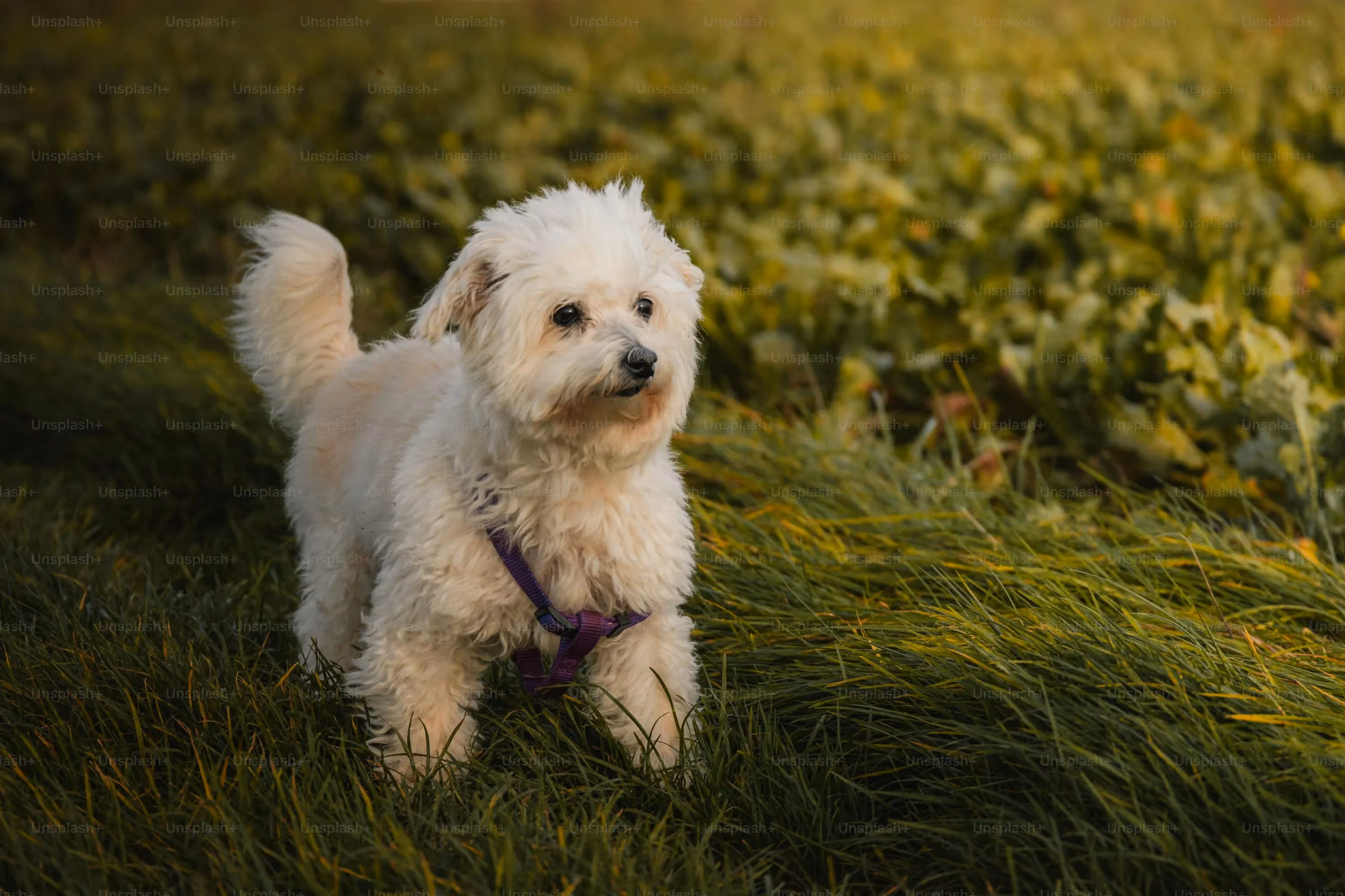 A small, white, fluffy dog wearing a purple harness standing in a green grassy field.