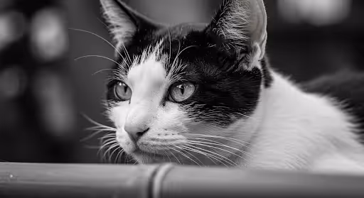  Black-and-white cat with alert eyes resting on a wooden surface, looking attentively into the distance.