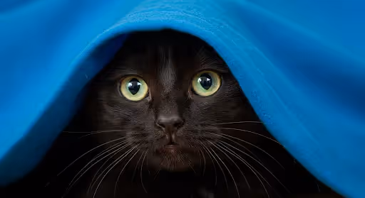 Black cat with bright green eyes looking out from beneath a soft blue blanket.