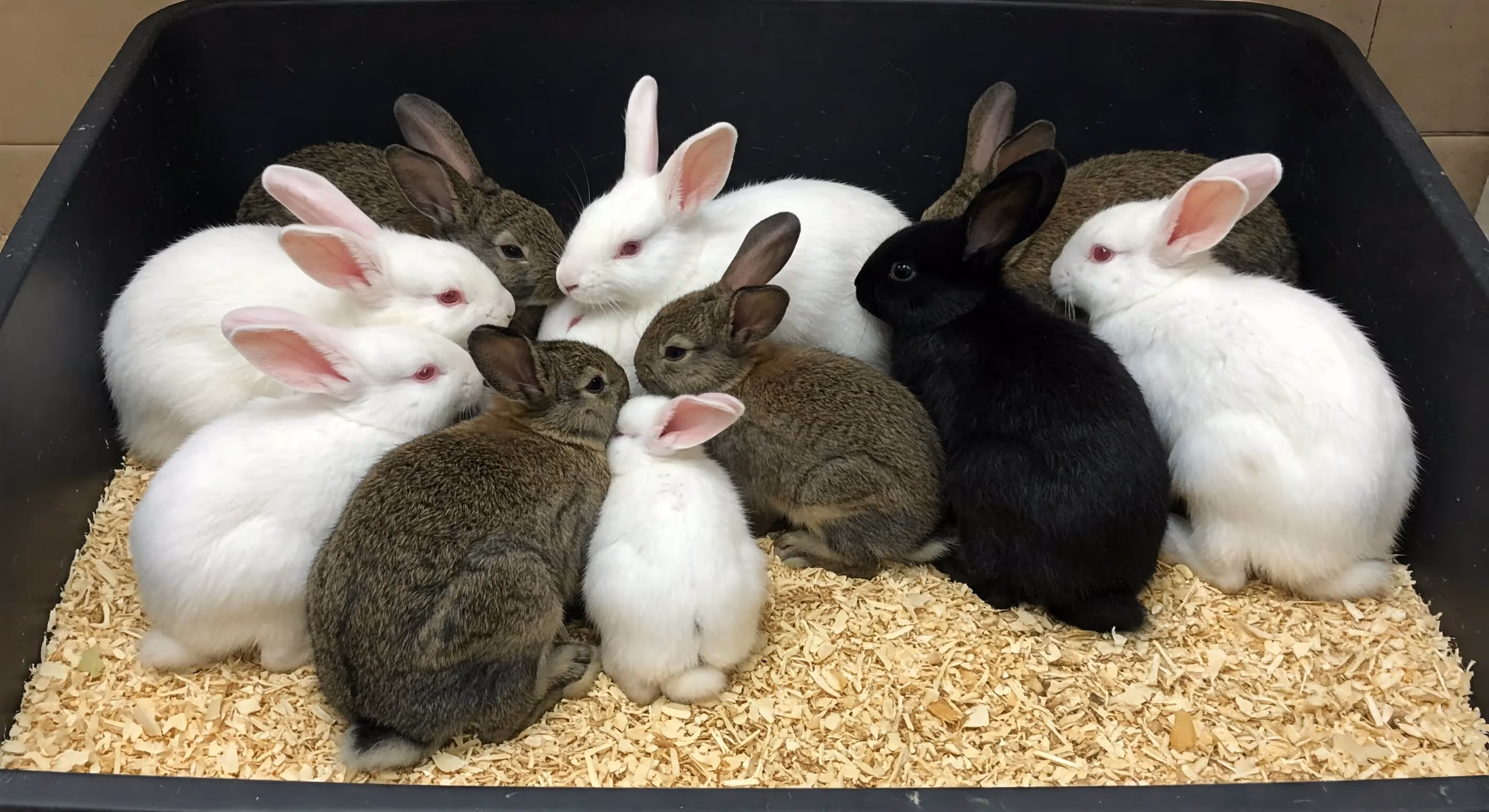 Multiple rabbits of different colors sitting together in a large litter box filled with wood shavings.