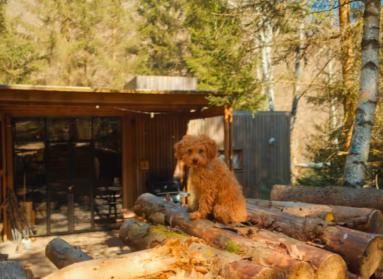A cute dog in front of a cabin in the woods, during last-minute holidays at Nutchely