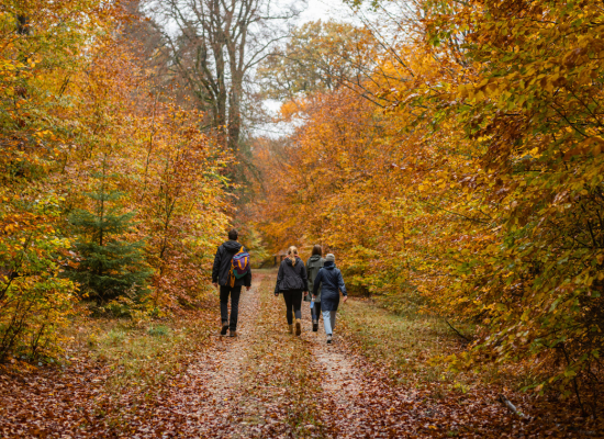 Autumn holidays in a cabin in the woods in France or in the Belgian Ardennes