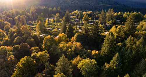 Overview of the Nutchel cabins in the woods in Alsace