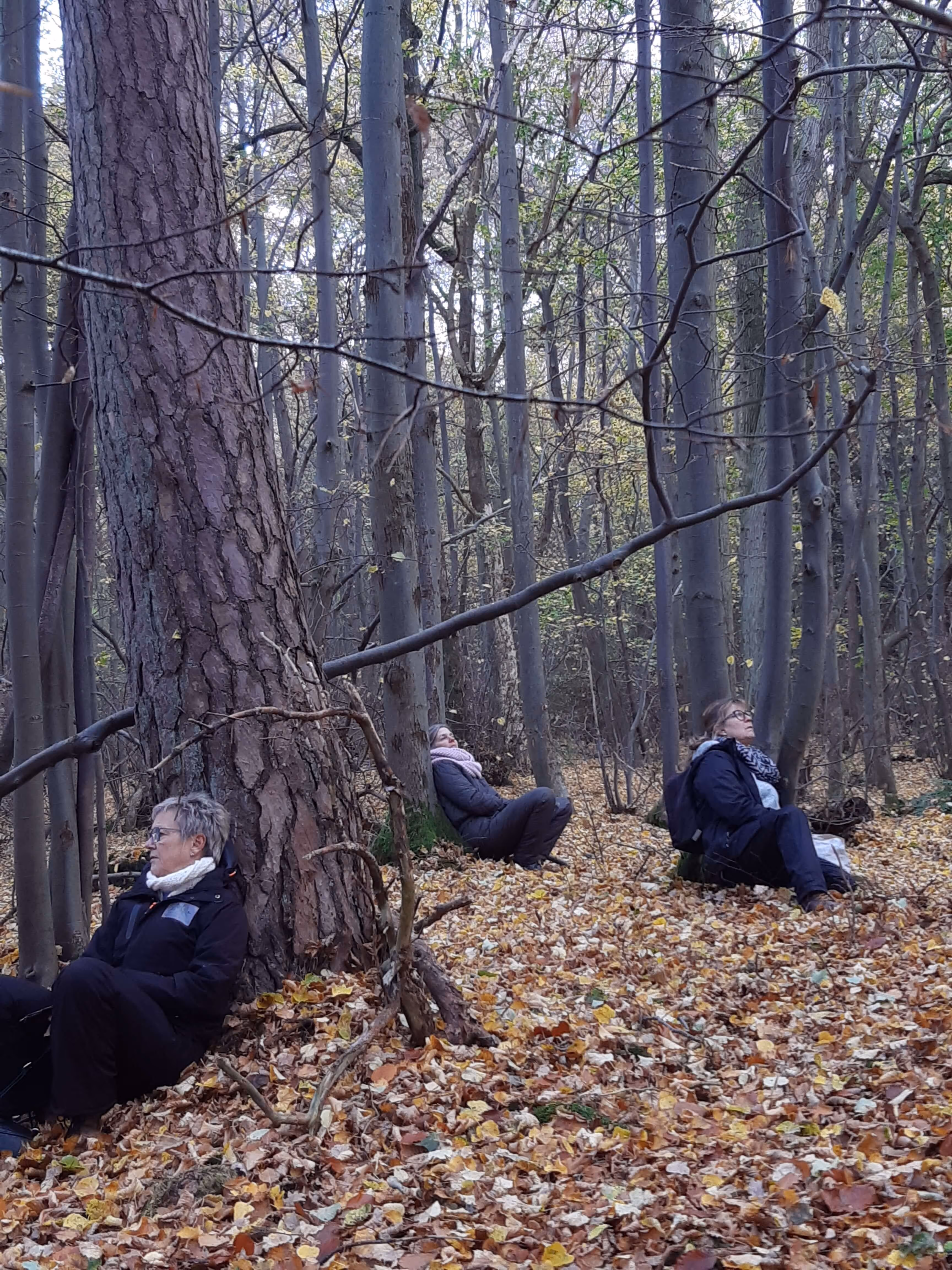 Stillesidning i skoven