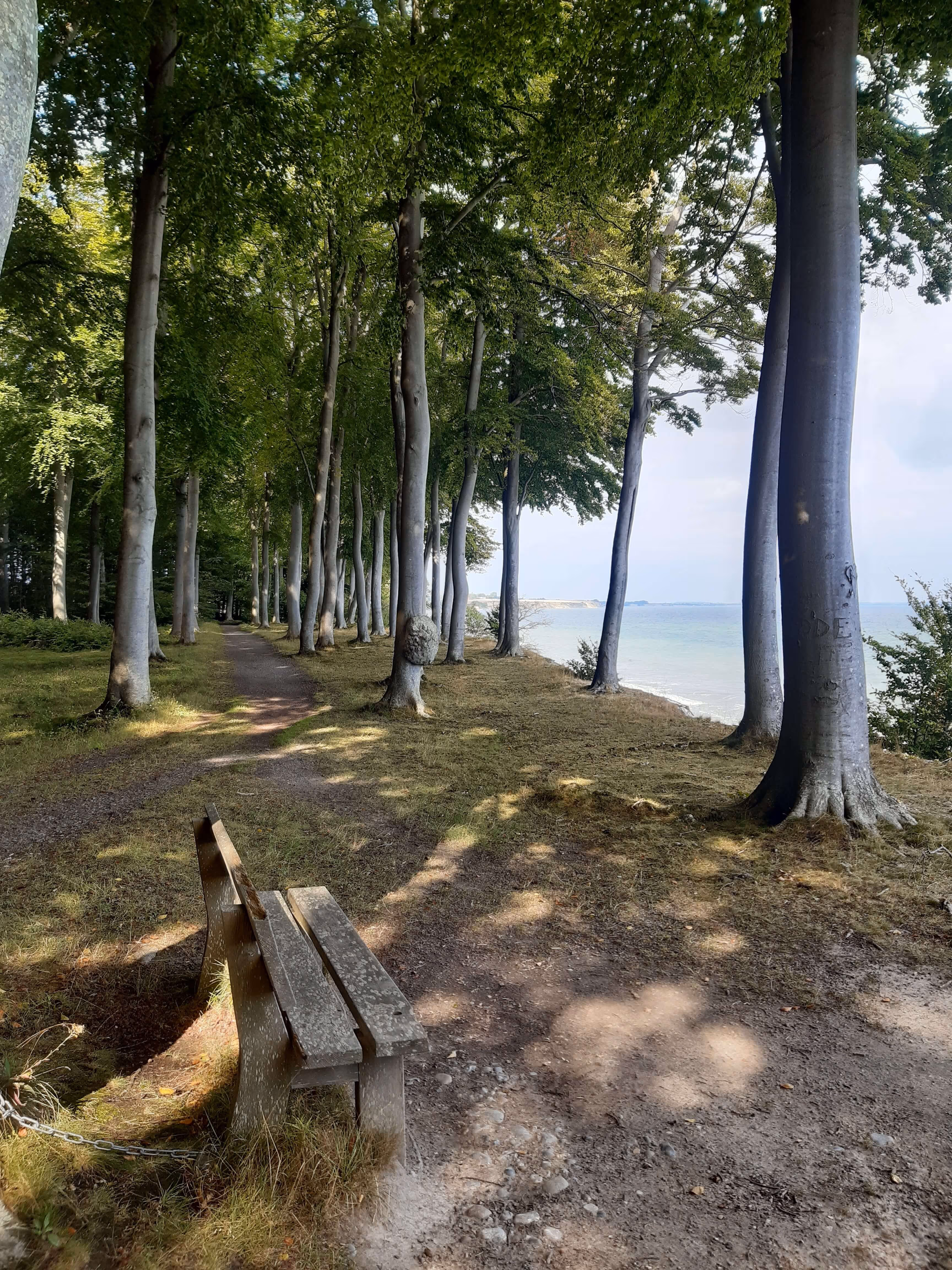 Stillevandring i skoven