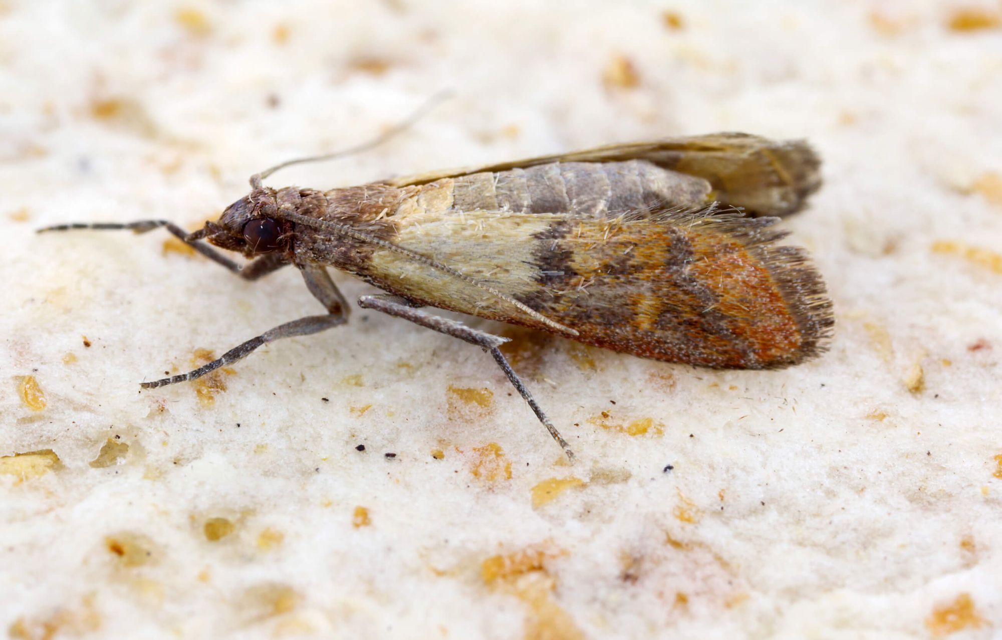 Alles Wichtige zu Lebensmittelmotten SchädlingsHero