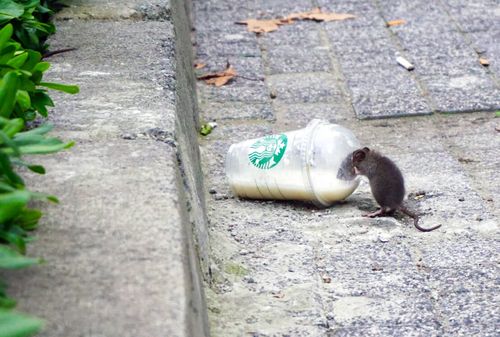 Ratten im Garten? Was Sie tun können und wissen müssen