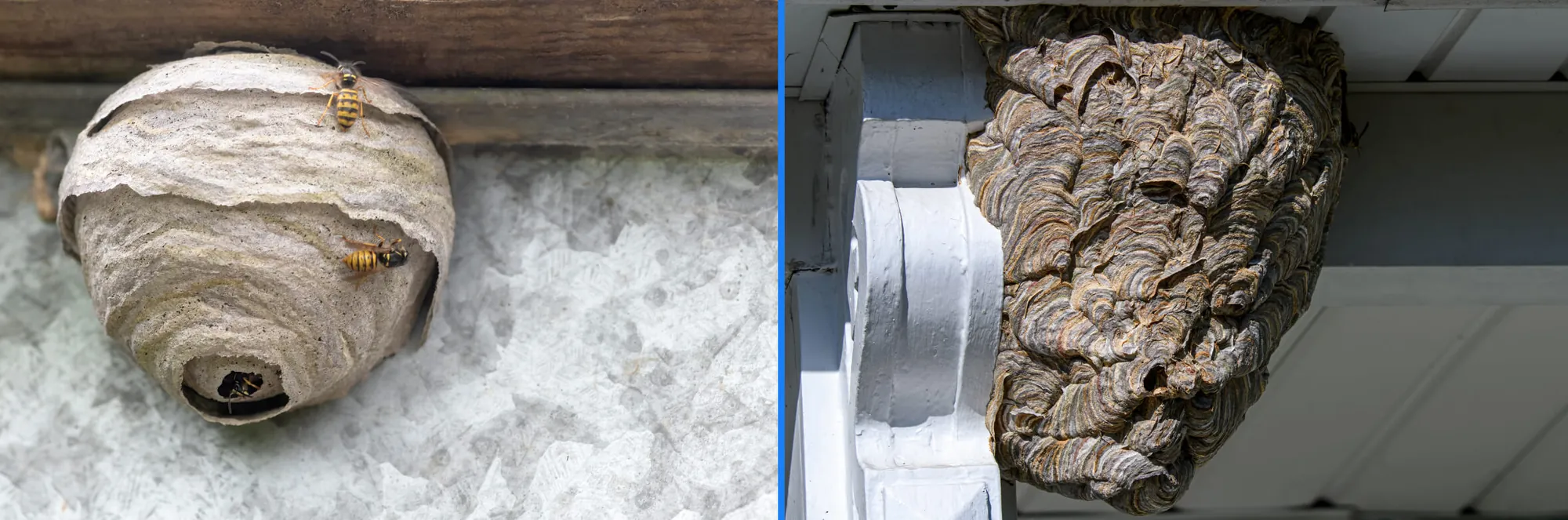 Wespennest (links) vs. Hornissenrest (rechts)