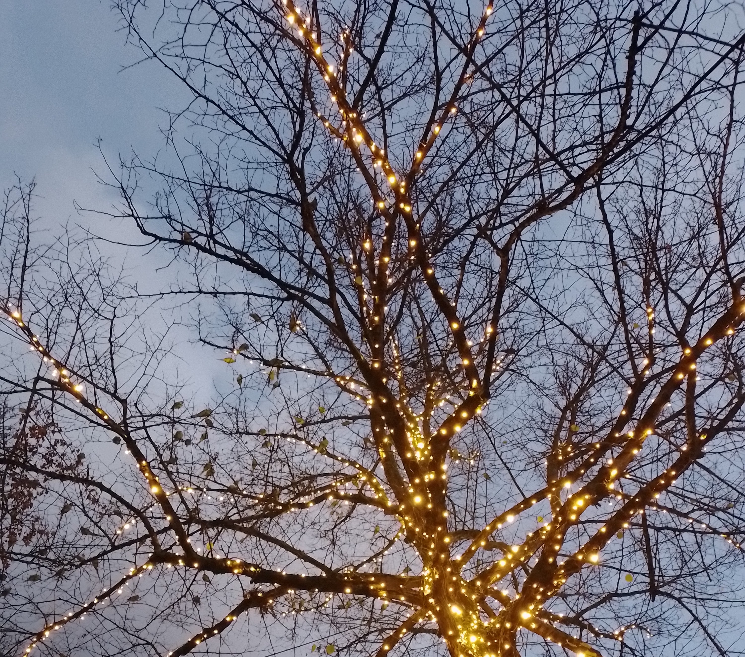 robina trees decorate with lights and a group of parakeets.