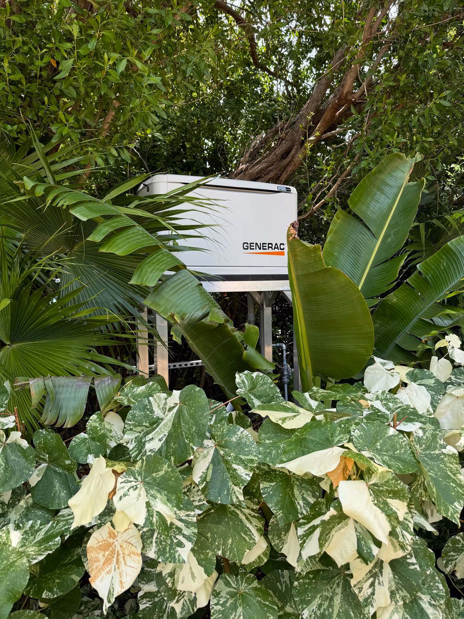 A Generator generator installed at a home in Islamorada with tropical foliage surrounding the unit.