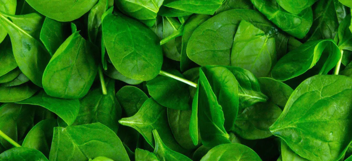 Up-close background of spinach
