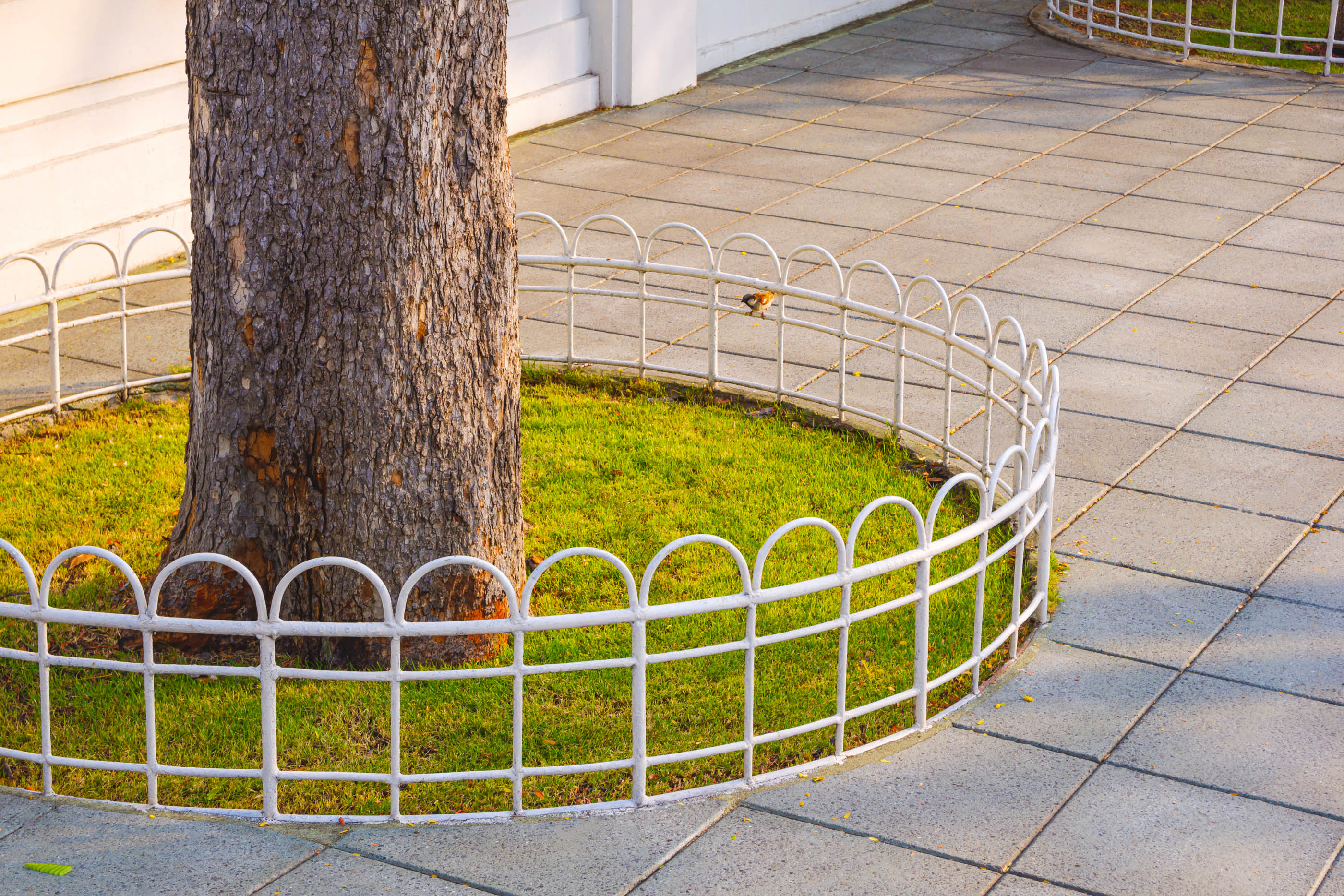 Guarded shrub protected from winter browsing