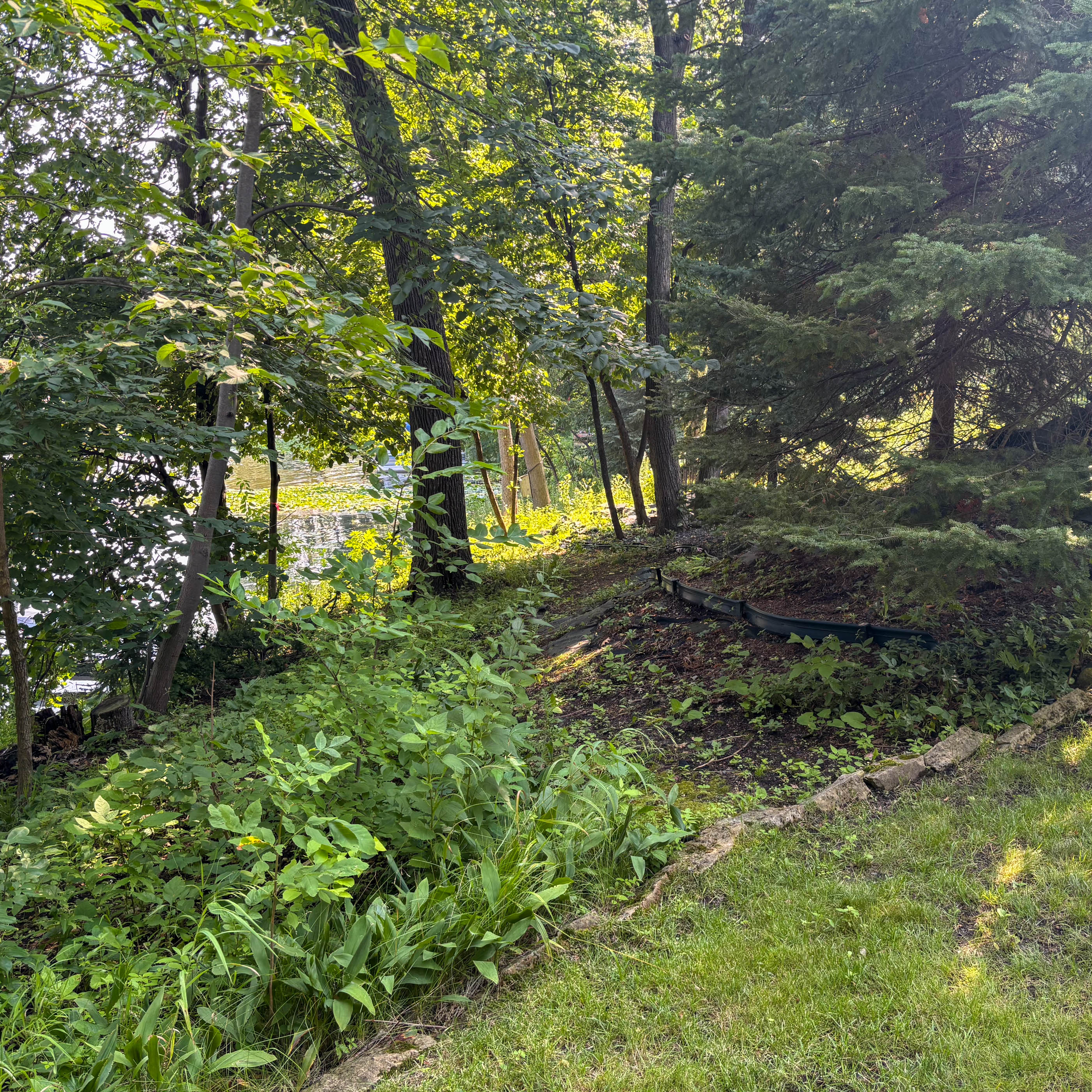 Overgrown, leaf-buried planting bed before fall cleanup