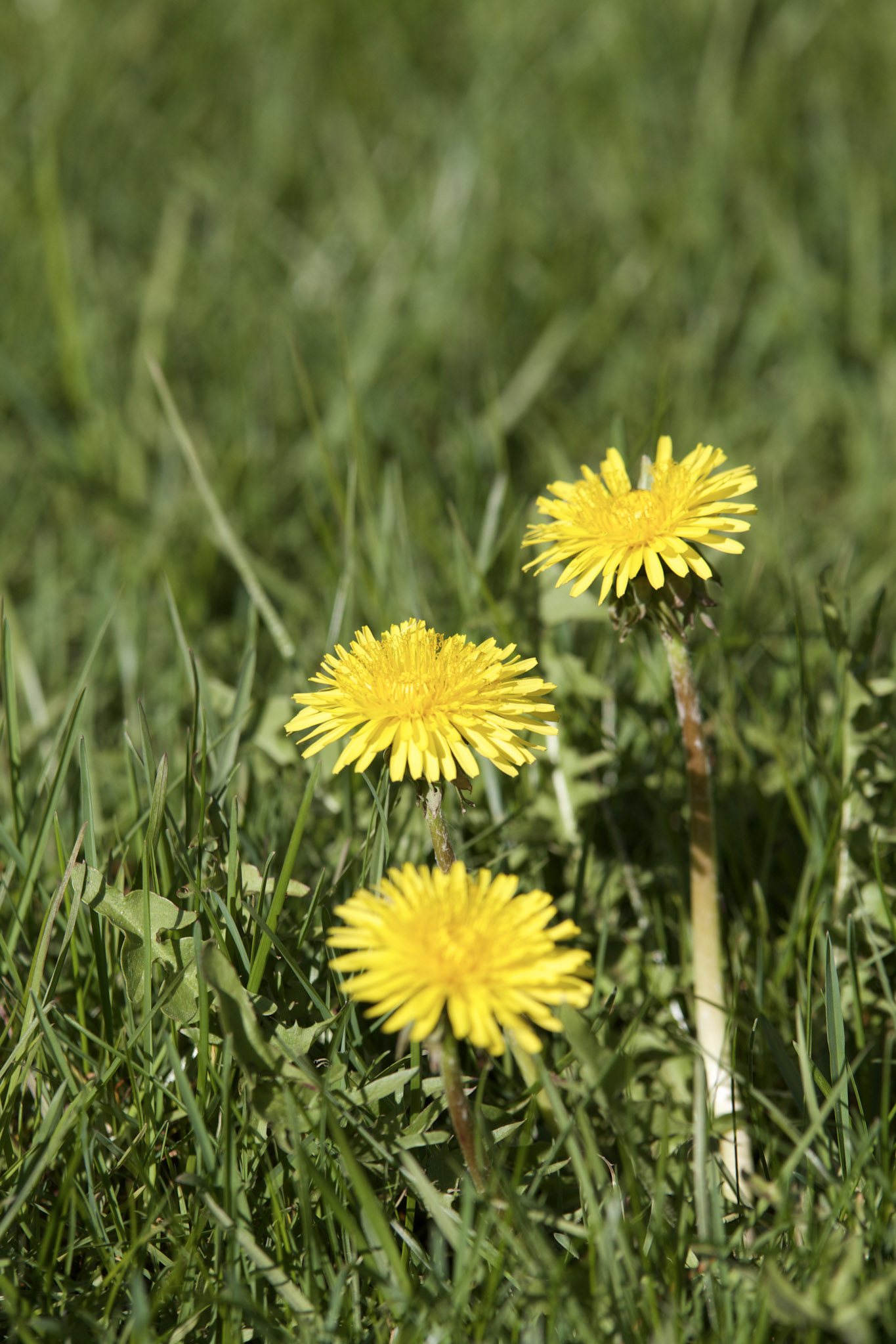 A vertical, close-up shot of three bright yellow dandelion flowers growing in a patch of green grass. The background grass is softly blurred, keeping the focus on the vibrant yellow blossoms.