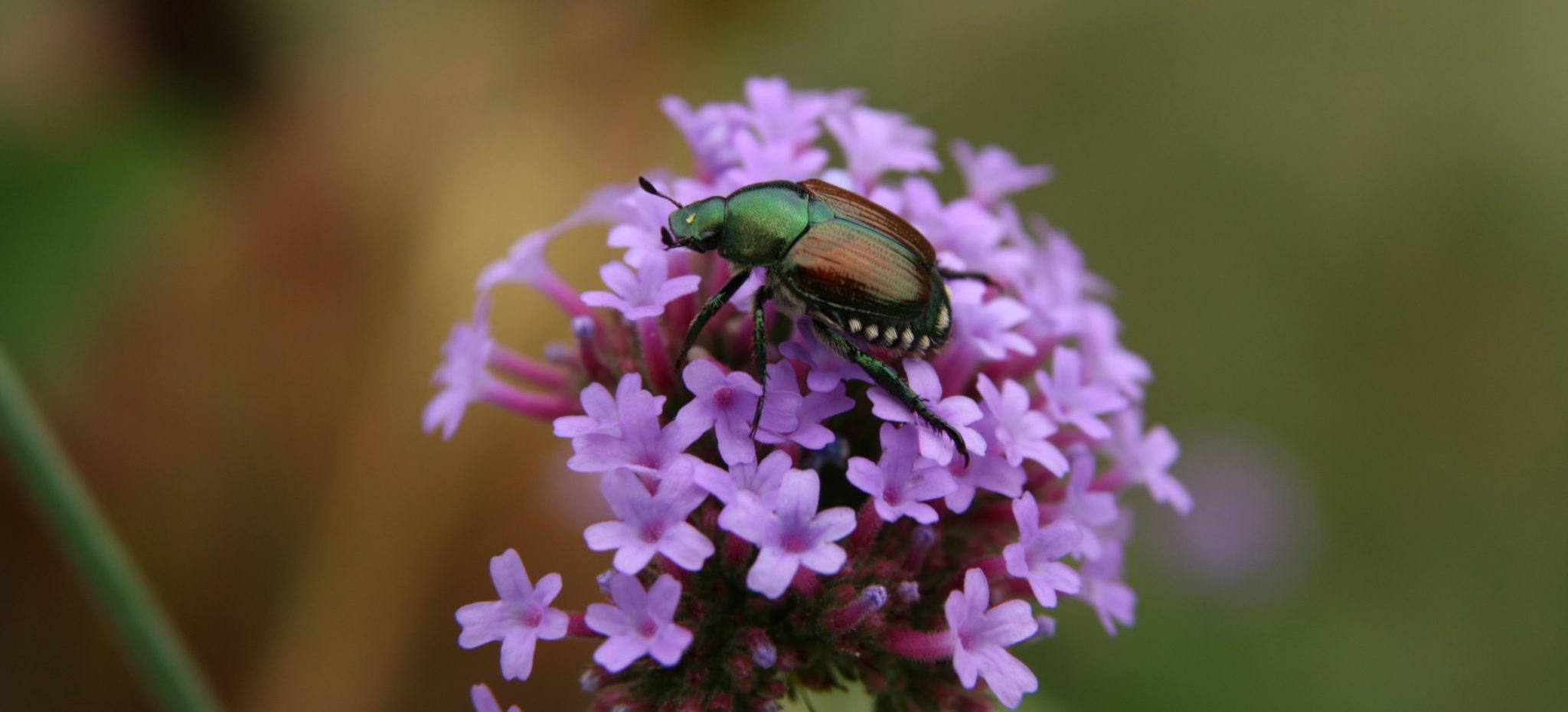 A detailed macro photograph of a single adult Japanese beetle perched on a dense cluster of small, five-petaled purple flowers. The beetle’s shiny green thorax, copper wings, and the distinct white tufts of hair along its abdomen are sharply in focus against a soft, blurred background.